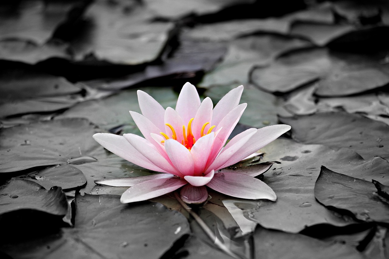 water lily, flower wallpaper, aquatic plant-1510707.jpg